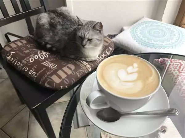 Cafe cat: рассказ о кошке в кафе