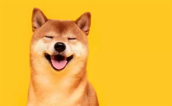 Shiba Inu: последние новости